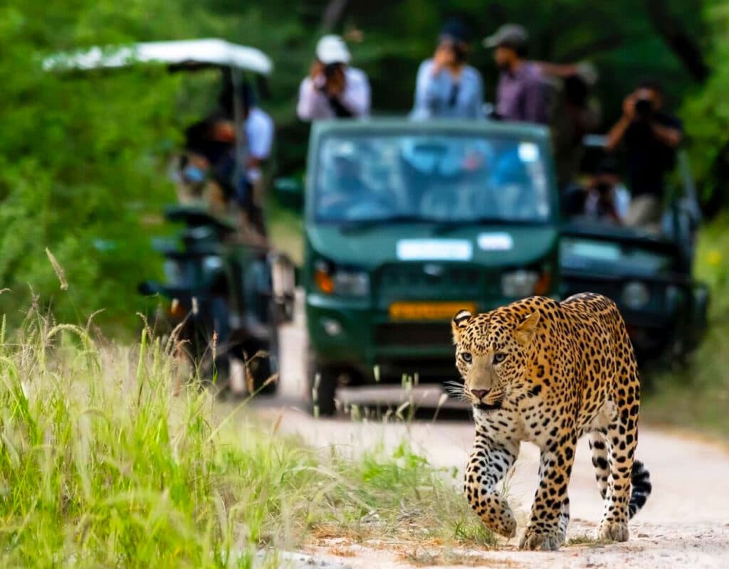 Jungle Safari